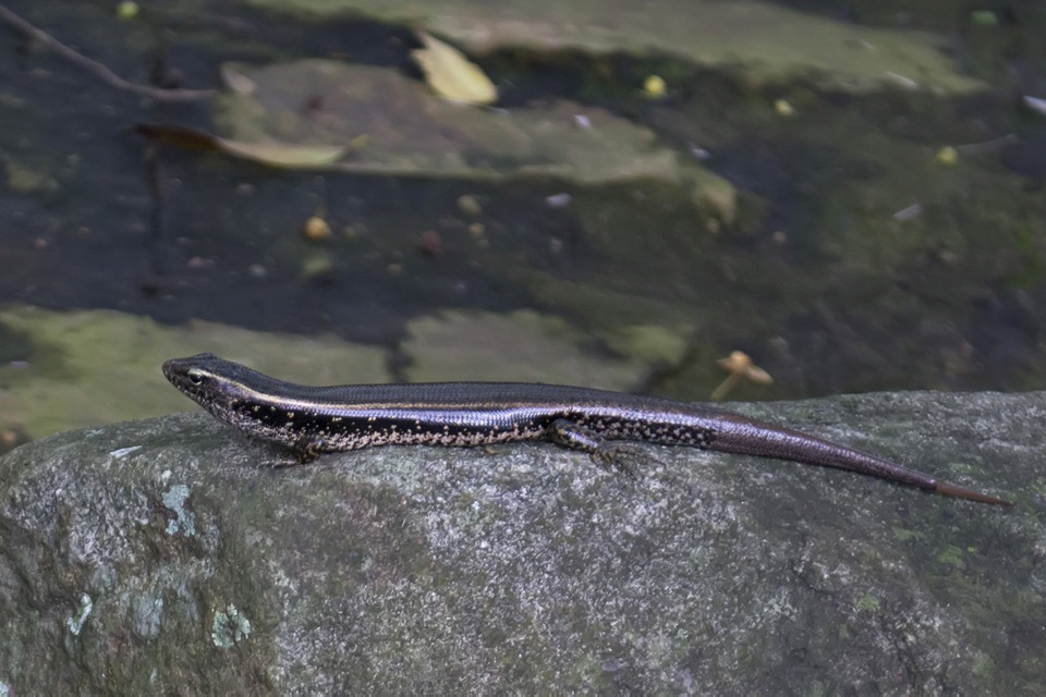 Eastern Water Skink (Eulamprus quoyii)
